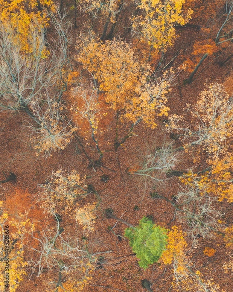 Obraz autumn leaves background