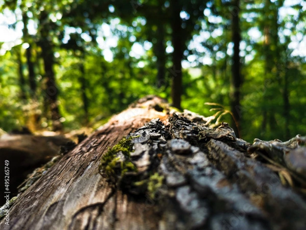 Obraz stump in the forest