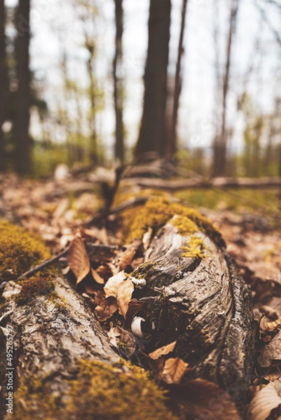 Obraz autumn in the forest