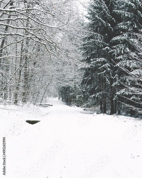 Obraz snow covered trees
