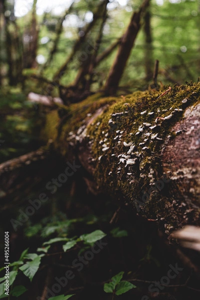 Obraz tree in the forest