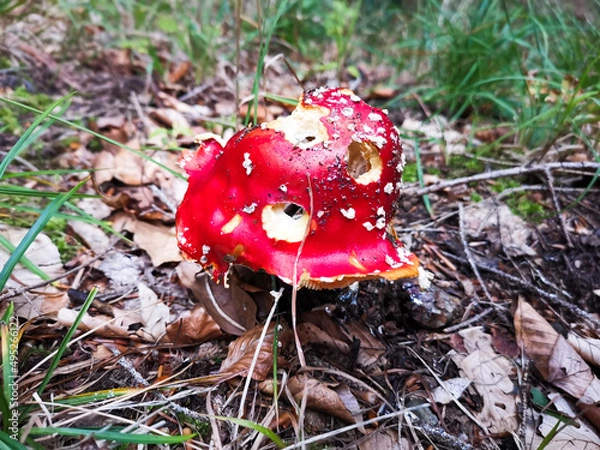 Obraz fly agaric mushroom