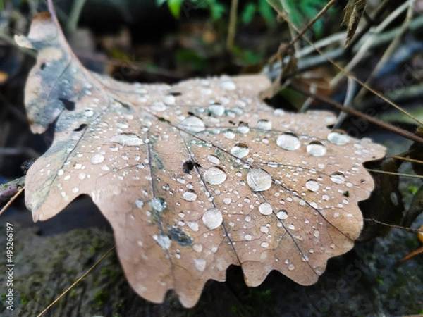 Fototapeta dew on a leaf