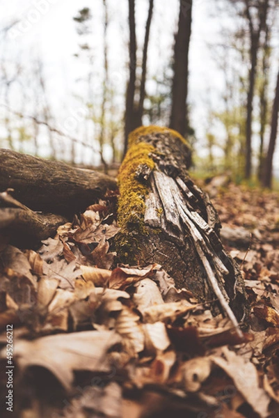 Obraz autumn in the forest