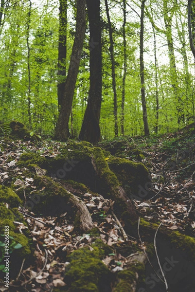Obraz trees in the forest