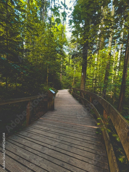 Fototapeta path in the forest
