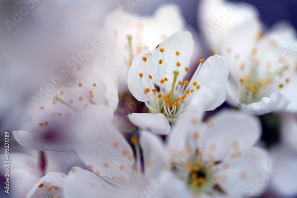 Fototapeta Kirschblüte
