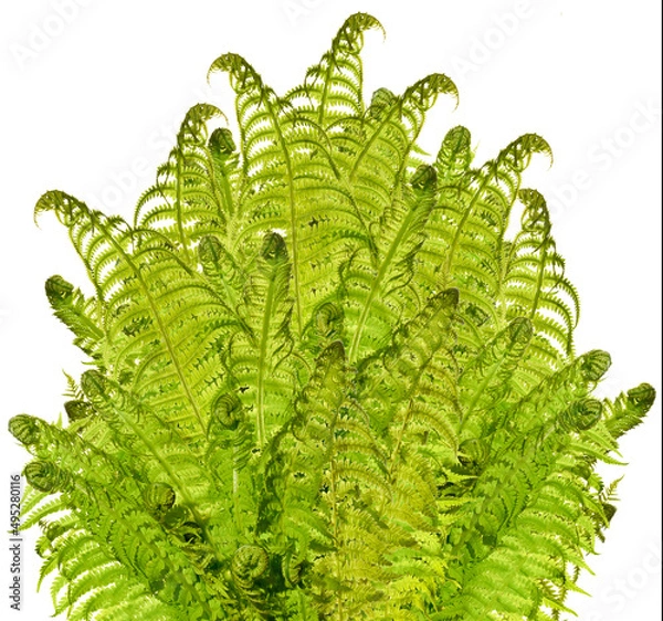 Obraz Fern leafs isolated on white