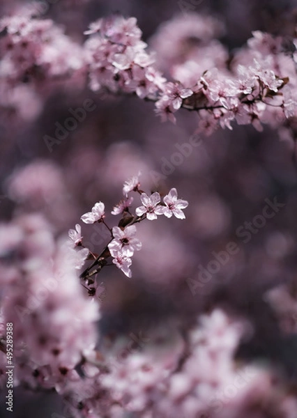 Obraz Spring is here