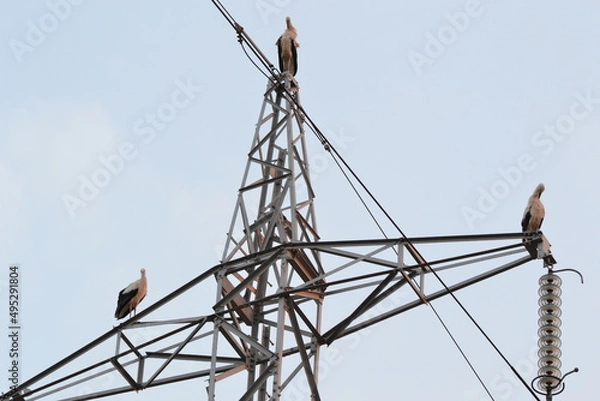 Obraz Cigogne sur pylône