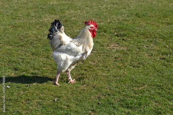 Obraz Cop en prairie