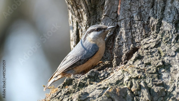 Obraz A nuthatch willingly posing on camera