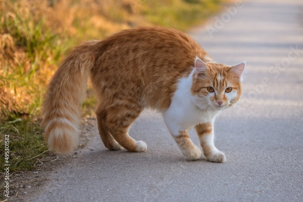 Fototapeta cat on the grass