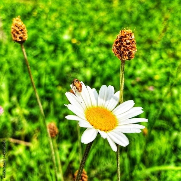 Obraz daisies in the grass