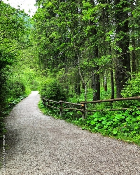 Obraz path in the woods