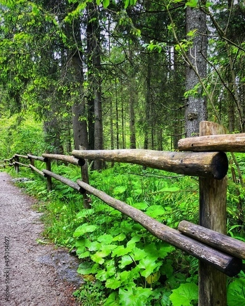 Obraz path in the forest