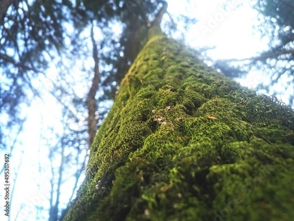 Obraz tree in the forest