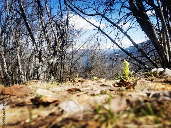 Obraz forest in autumn