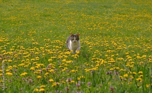 Obraz Cat lovers come hier