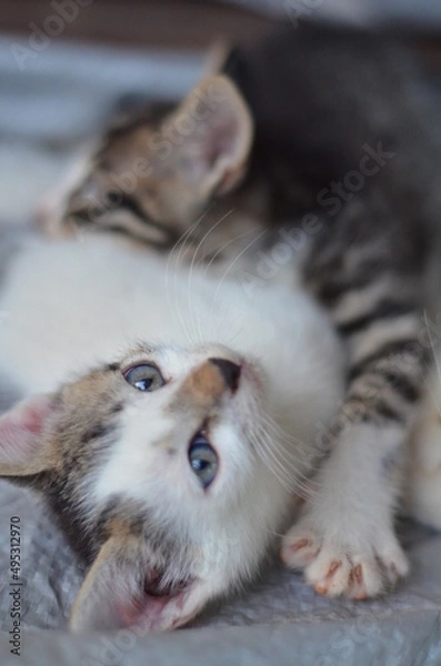 Obraz I love by brother