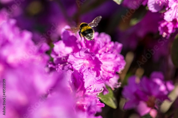 Obraz Spring feeling