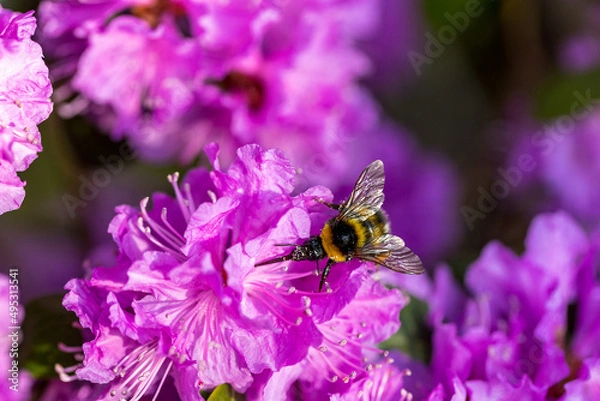 Obraz Spring feeling