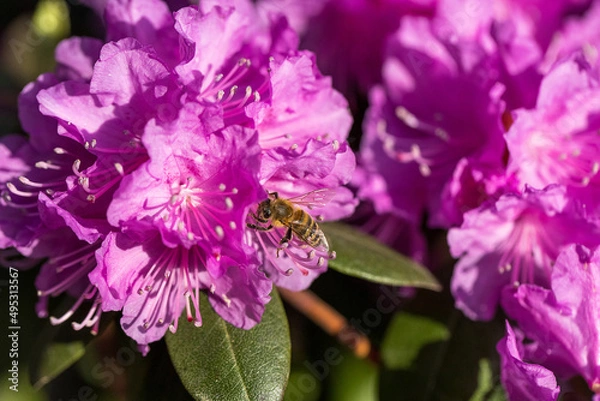 Obraz Spring feeling