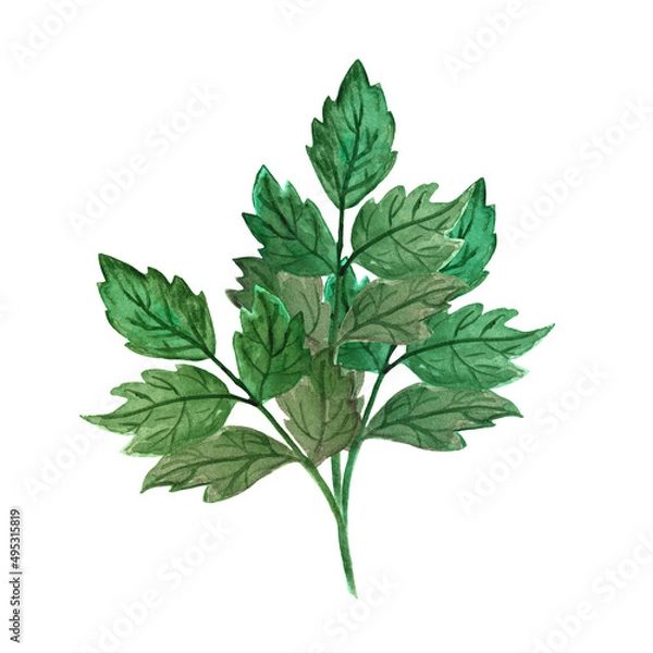 Fototapeta Watercolor illustration isolated object of rose leaf, branch with leaves, classical drawing from nature.