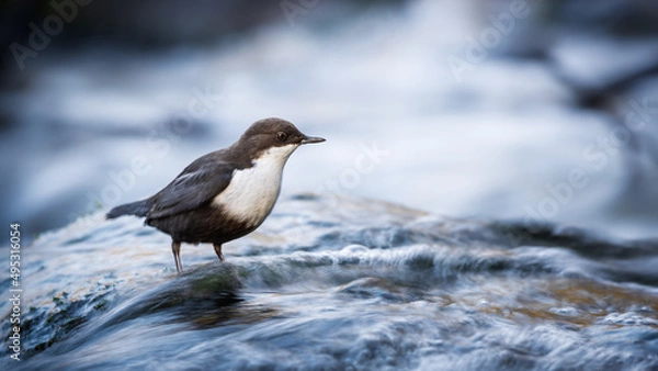 Fototapeta White-throated dipper (Cinclus Cinclus) standing in the stream