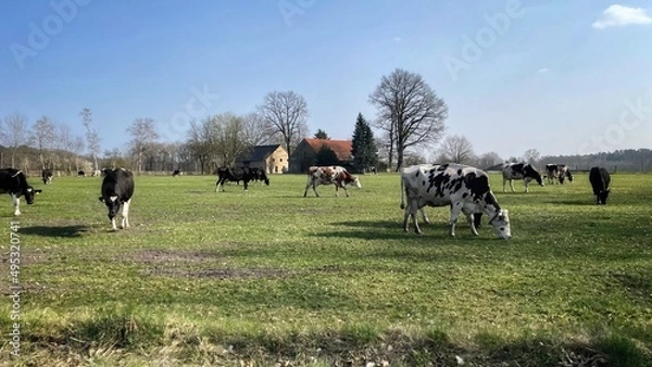 Fototapeta Cows  on a field in Germany 