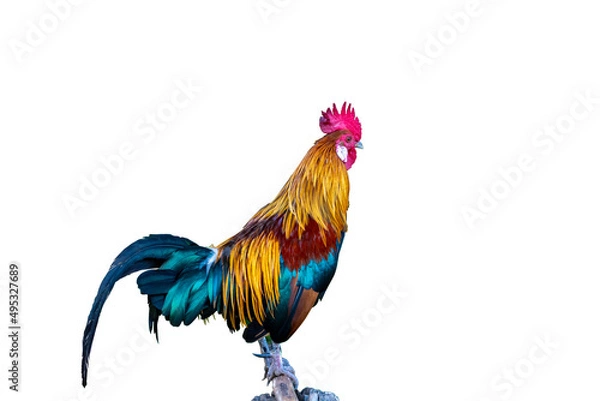 Obraz beautiful rooster isolated on white background