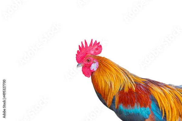Obraz beautiful rooster isolated on white background