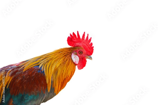 Obraz beautiful rooster isolated on white background