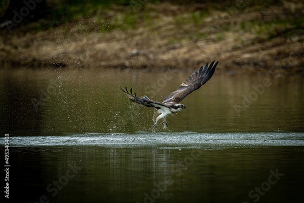Fototapeta 北海道の5月、ミサゴの失敗。