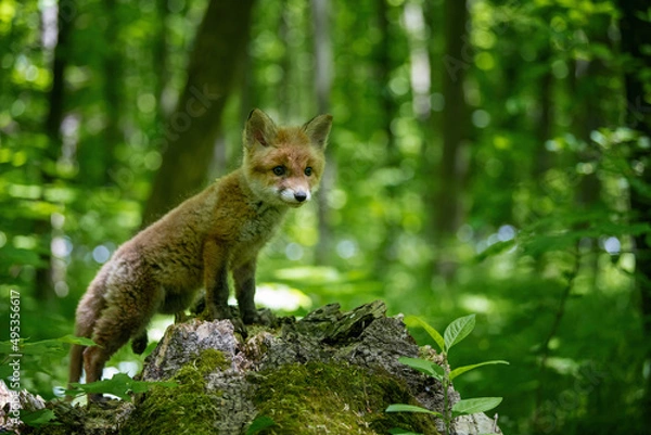 Fototapeta Red fox, vulpes vulpes, small young cub in forest. Cute little wild predators in natural environment