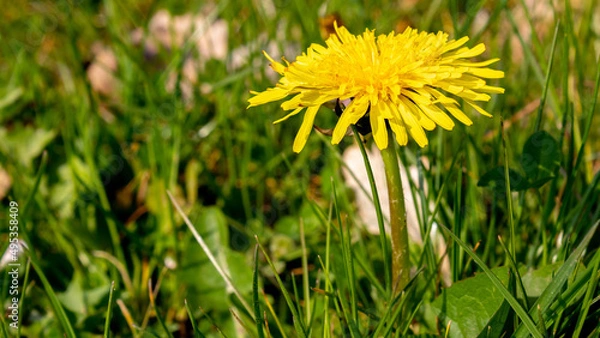 Fototapeta Pissenlit