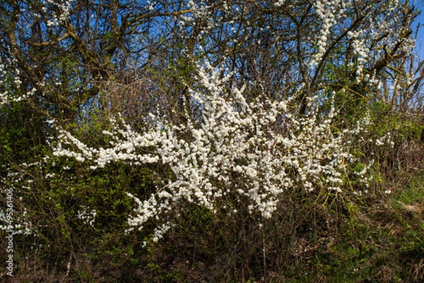 Fototapeta prunelier