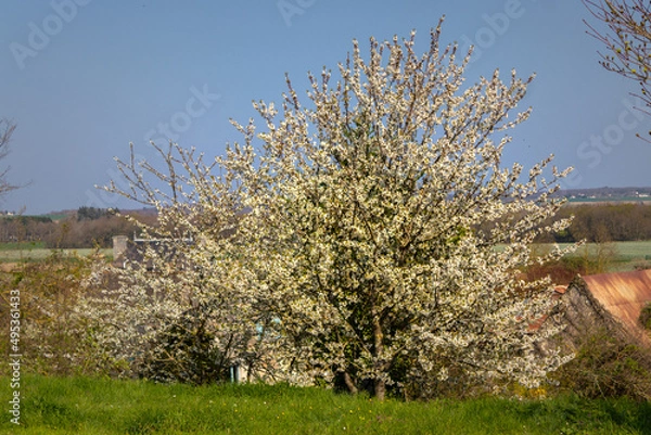 Fototapeta Cerisier en fleur