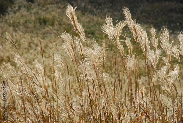 Obraz ススキ野原