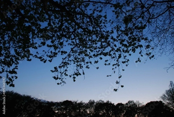 Obraz 公園のマジックアワー