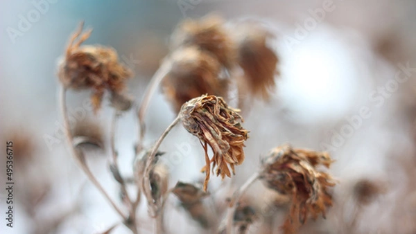 Fototapeta flower in the snow