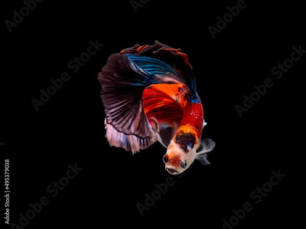 Fototapeta Siamese fighting fish Koi Betta