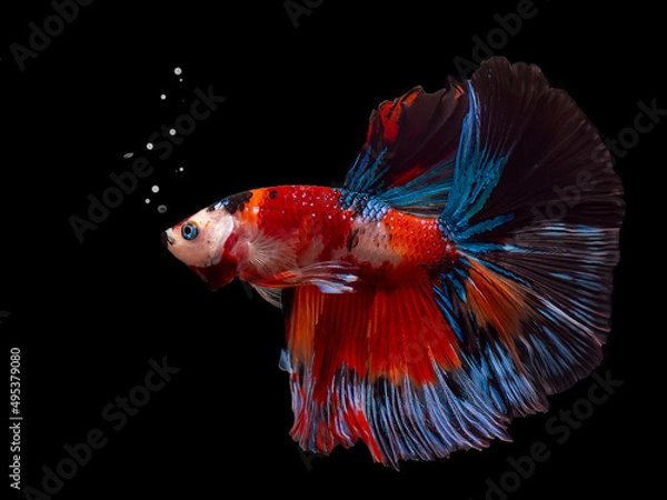 Fototapeta Siamese fighting fish Koi Betta