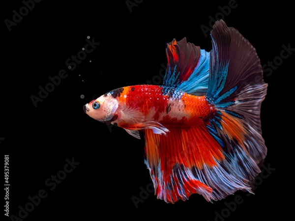 Fototapeta Siamese fighting fish Koi Betta