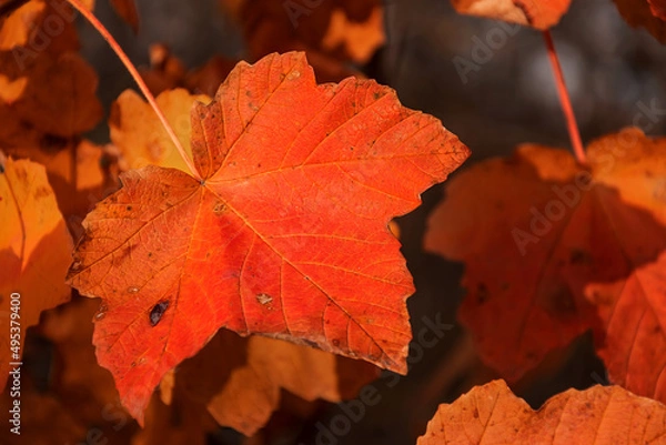 Obraz Close up red maple leaf