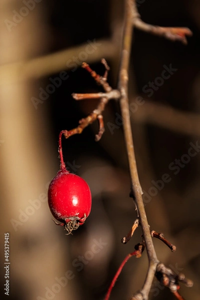 Obraz Close up rose hip