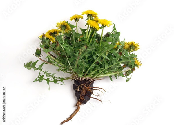 Fototapeta Dandelion isolated on white background