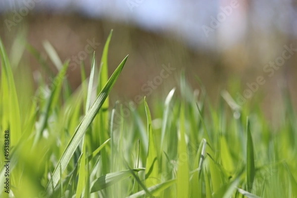 Obraz green grass in the wind