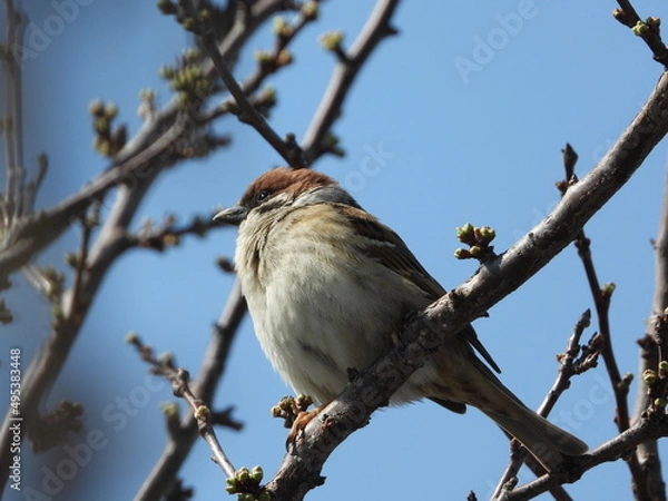 Obraz bird on a branch