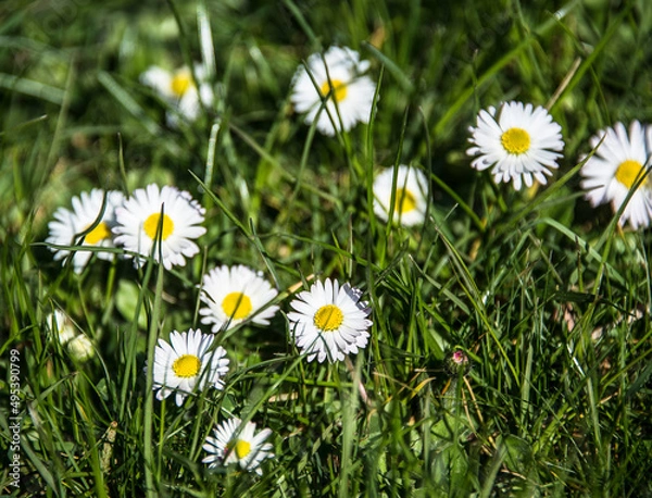 Obraz Gänseblümchen